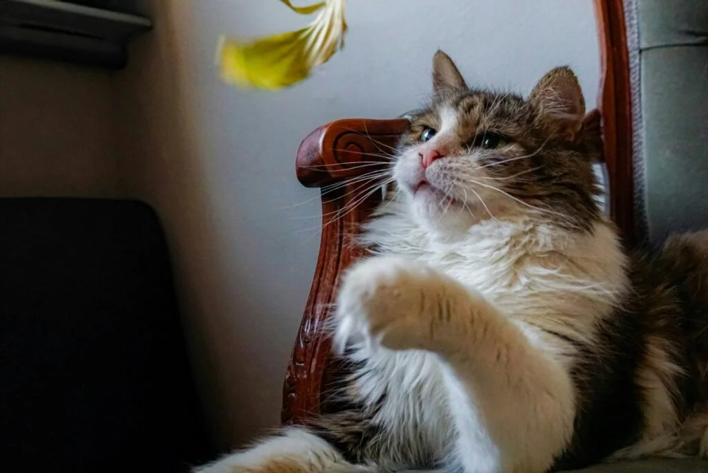 Selecciones variadas